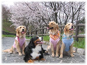 �u���A���ꂢ���ˁ`�B�v