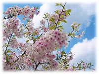 �l����S.A�̍�