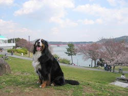 �u�l���΁A���ꂢ�Ȍi�F���˂��B�v