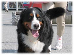 ���ꂵ���A���ꂵ���I