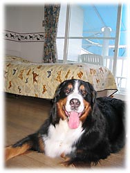 �u�����͂����ł�����Ȃ񂾂��āI�v