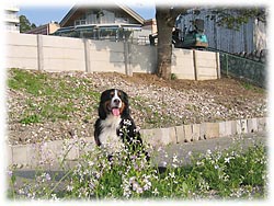 �u�����Ԃ���ʂɍ炢�Ă����B�v