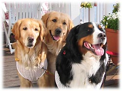 �u���͂悤�I�G���[�����A�t���������B�v