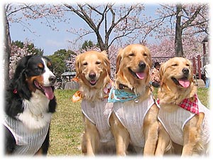 �������B�A���u���[�Ȃ�񂱂ł��I