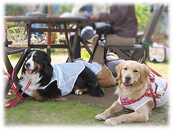 �����`�^�C���A���������������q�ł���B