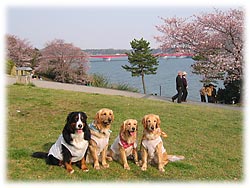 �l����S.A�͂�񂱂ɗD�����Ƃ���ł�