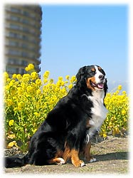 �΁[�Ɂ[�ƍ؂̉�