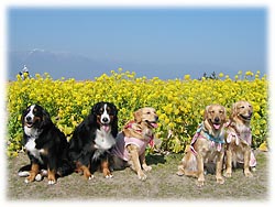 �u�����͂܂Ԃ�����`�B�v