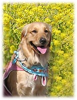 �t���������