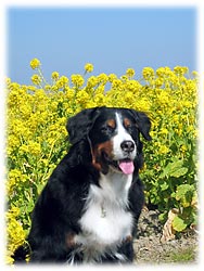 �΂������ƍ؂̉�