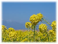 ��ǎR�ƍ؂̉�