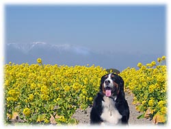 �؂̉Ԕ��̒��ŁE�E�E�B