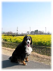 �Ί݉����̒�h����E�E�E�B