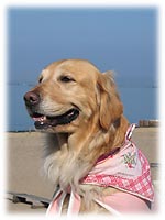 �G���[�����