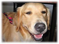 �n�C�W�����