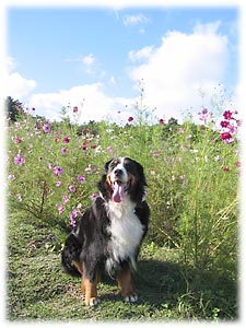 �R�X���X���̎v���o