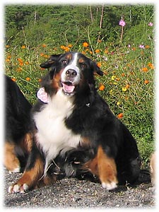 �ʔ�����̂΁[�Ɂ[