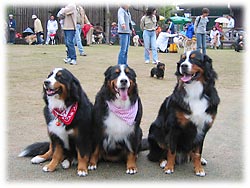 �o�[�j�[�Y�R�C�I