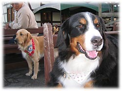 ���₩�ɂȂ����ˁB