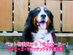 �o�[�j�[�Y�E�}�E���e���h�b�O�̂΁[�Ɂ[�ł��I