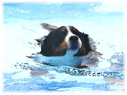 ラッコちゃんみたいね。。。