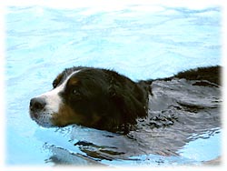 一生懸命、犬かき〜!