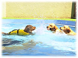 とっても賑やかだよ〜!