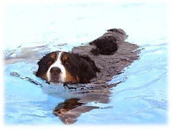 ばーにー、すいすい〜!