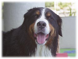 ばーにーも満足!