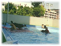 屋外プールだよ!