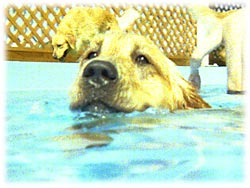 ラッコちゃんだね。