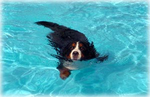 ばーにー、ラッコちゃん。