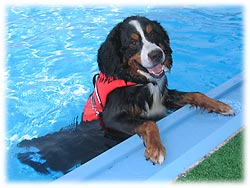 笑顔のベンガル君