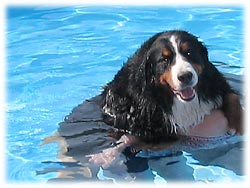 夏は泳ぐに限るわ!