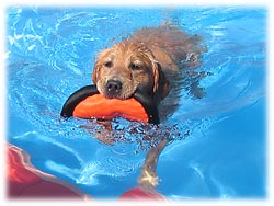 ハイジちゃん、スイスイ〜!