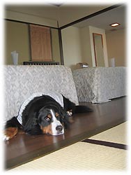 �΁[�Ɂ[�͂���ς菰�̕������������H