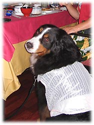 ディナータイムのばーにー。