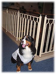 �u���̉������X�g�����Ł[���B�v