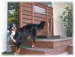 �V�����[���̃x���K���N