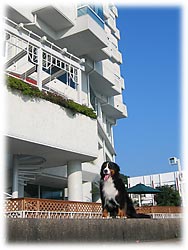 ���̌������Ƀv�[���������B