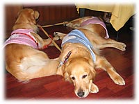 �G���[�����e�q