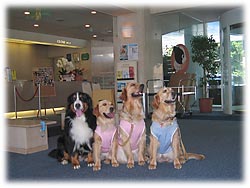 ���r�[���L�X���ˁB