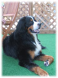 ベンガル君、お疲れさまでした〜!