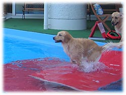 ハイパーハイちゃん、実力発揮!