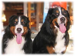 ベンガル君とばーにー