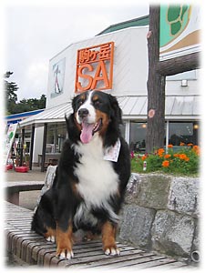 ������҂��������B