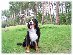 �ǂ��s�������ȁH