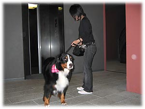 �G���x�[�^�[�͊y�`������I