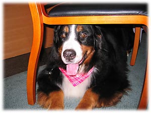 ばーにー、頭打たないでね。