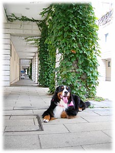 ������Ɩ؉A�ŋx�e�`�B